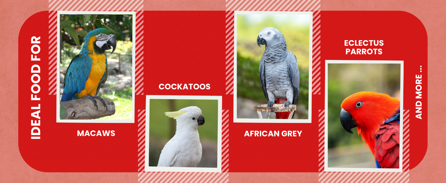 ABBA 3500 Wholesome Parrot Food info