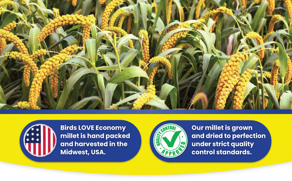 Birds LOVE French Kissed Spray Millet for Birds - info