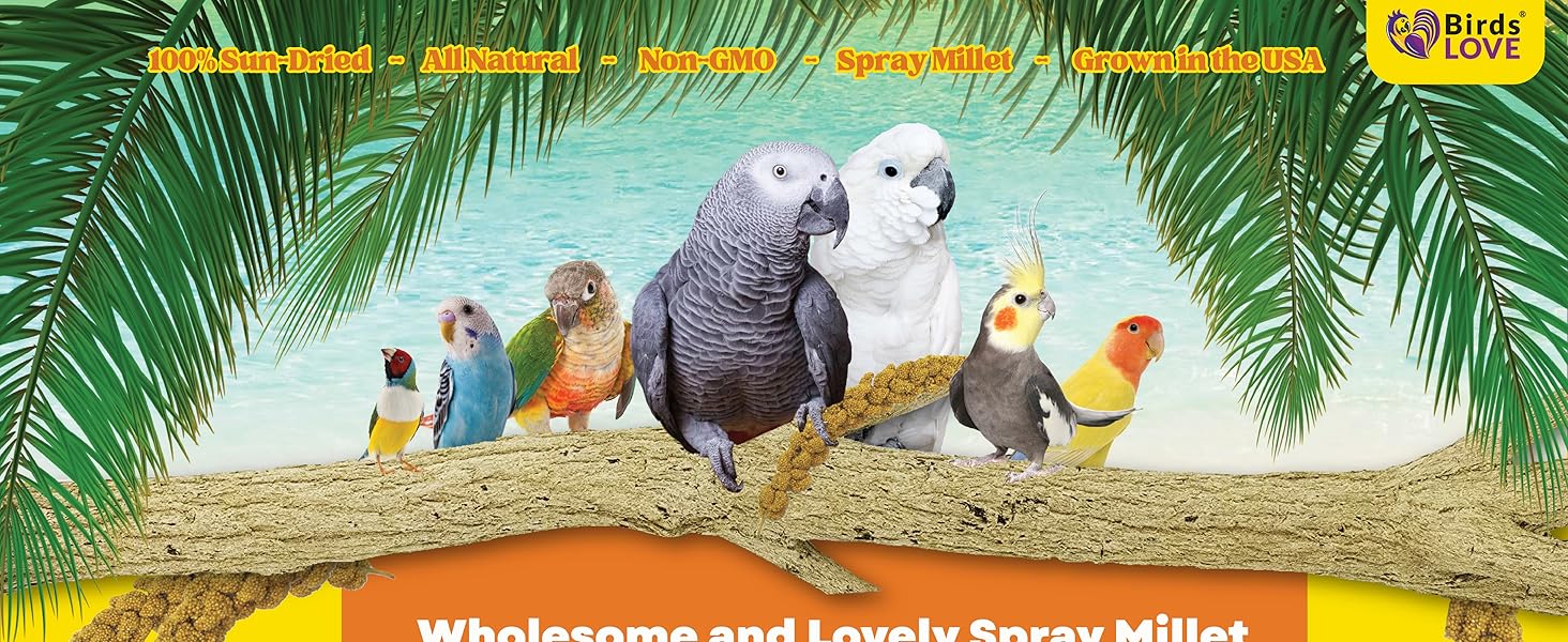 Birds LOVE Spray Millet – 1 lb GMO-Free, No Stems - info