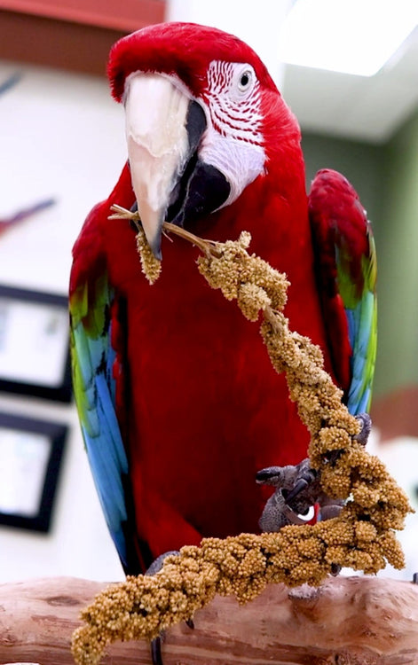 Red parrot eating millet spray