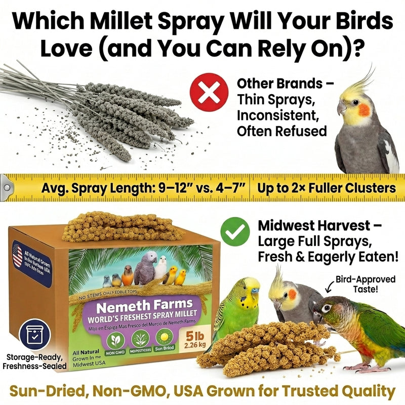 USA Grown Spray Millet for Birds – Midwest Harvest, 5 lb Premium Natural Non - GMO Whole Millet Sprays for Parakeets, Cockatiels, Budgies, Conures, Lovebirds, Finches & Parrots