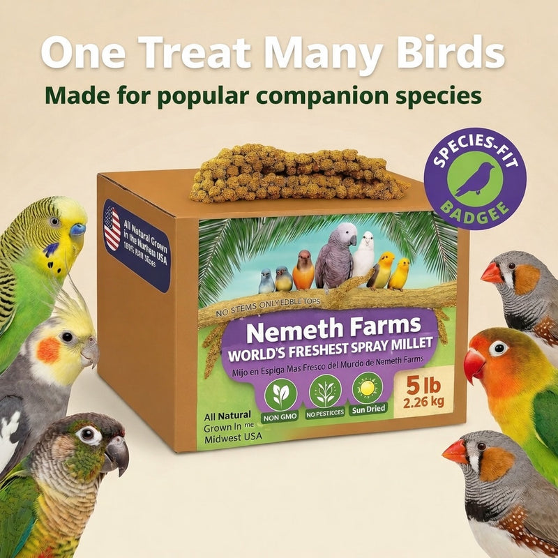 USA Grown Spray Millet for Birds – Midwest Harvest, 5 lb Premium Natural Non - GMO Whole Millet Sprays for Parakeets, Cockatiels, Budgies, Conures, Lovebirds, Finches & Parrots
