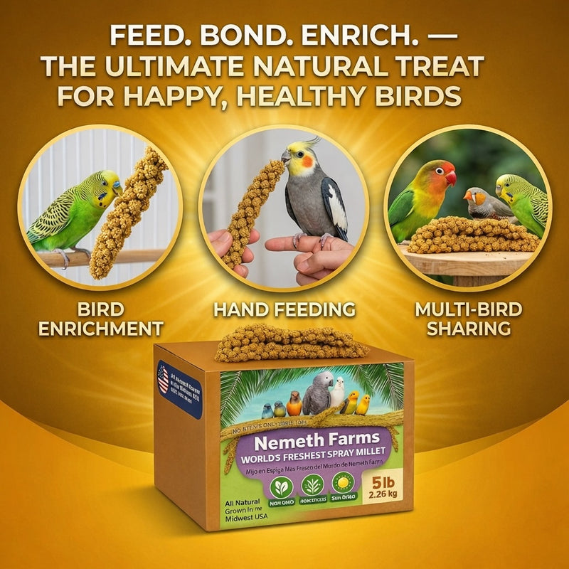 USA Grown Spray Millet for Birds – Midwest Harvest, 5 lb Premium Natural Non - GMO Whole Millet Sprays for Parakeets, Cockatiels, Budgies, Conures, Lovebirds, Finches & Parrots