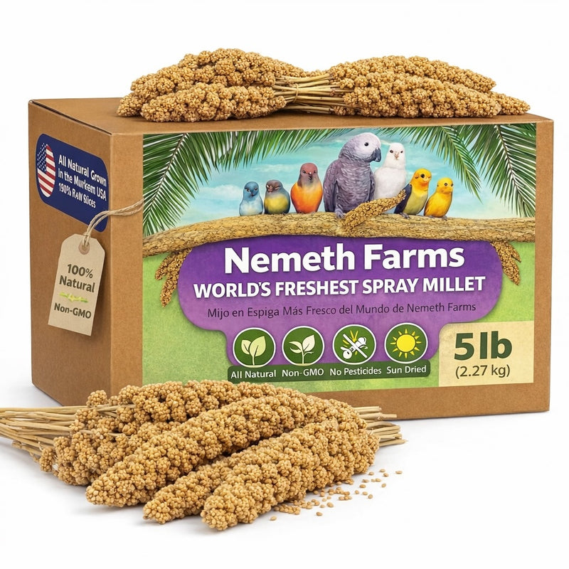 USA Grown Spray Millet for Birds – Midwest Harvest, 5 lb Premium Natural Non - GMO Whole Millet Sprays for Parakeets, Cockatiels, Budgies, Conures, Lovebirds, Finches & Parrots