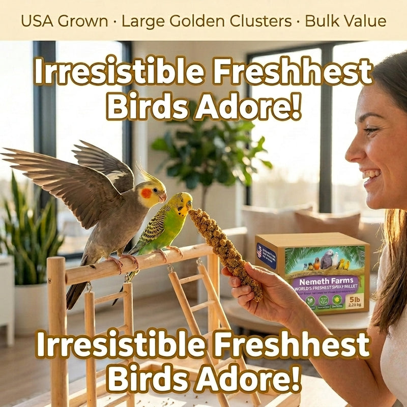 USA Grown Spray Millet for Birds – Midwest Harvest, 5 lb Premium Natural Non - GMO Whole Millet Sprays for Parakeets, Cockatiels, Budgies, Conures, Lovebirds, Finches & Parrots