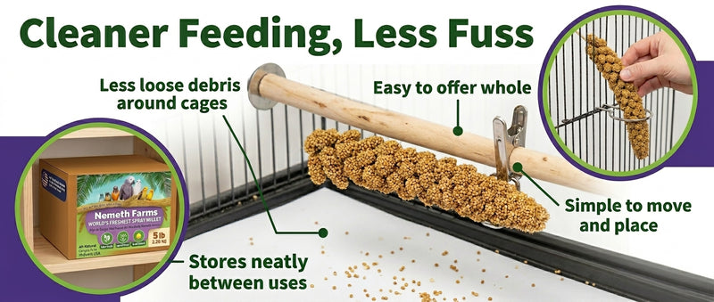 USA Grown Spray Millet for Birds – Midwest Harvest, 5 lb Premium Natural Non - GMO Whole Millet Sprays for Parakeets, Cockatiels, Budgies, Conures, Lovebirds, Finches & Parrots