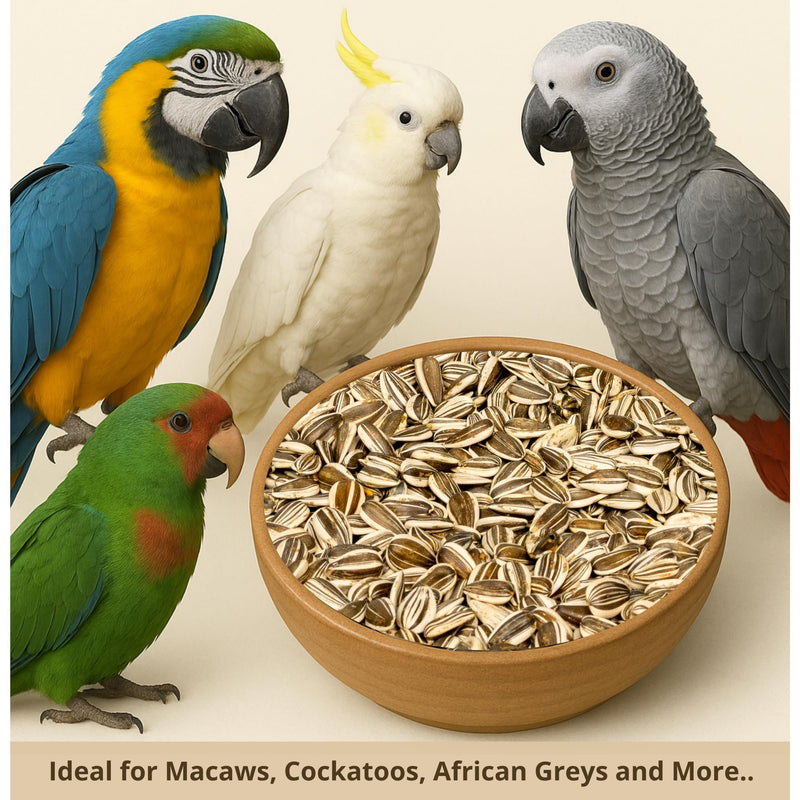 Nemeth Farms - 5 Lb Bag | Premium Gray Striped Sunflower Seeds for Birds - Natural Sunflower Seeds Bird Food | Non-GMO, Feeder-Ready & Plantable