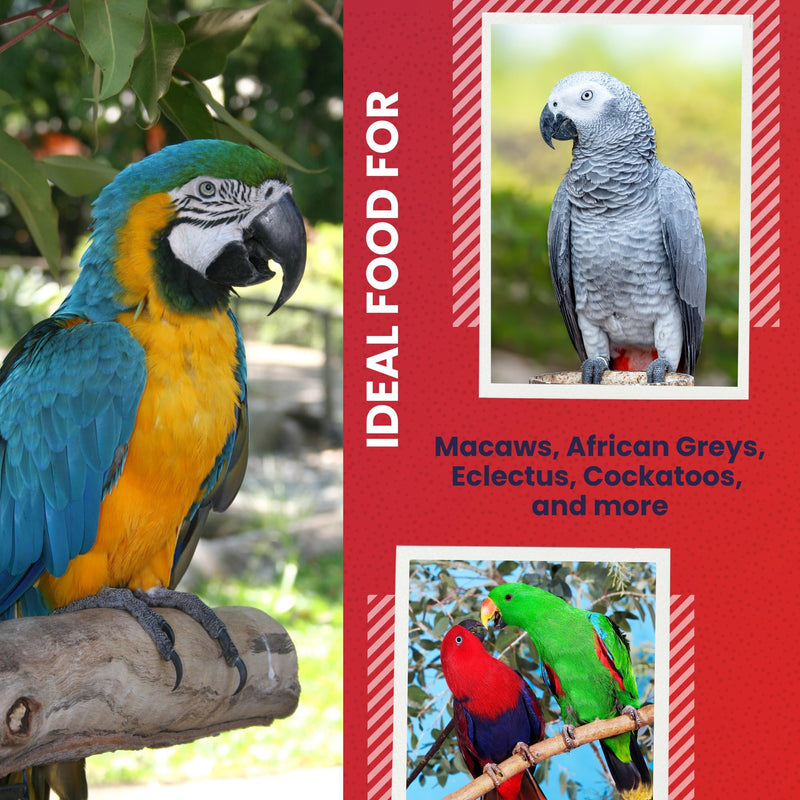 ABBA 3500 Wholesome Parrot Food, Seed Mix, Nuts, Fruits, Veggies, Vitamins - 5 lbs