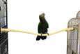 Birds LOVE All Natural Hand Crafted Sisal Bird Cage Perch with Coffeewood End Caps 25" L x .75" D for African Grey Cocaktoo Eclectus All Medium Birds