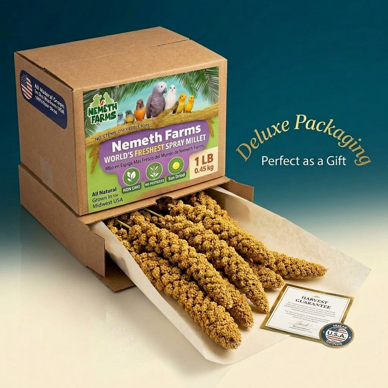 USA Grown Spray Millet for Birds–Midwest Harvest, 2 lb Premium Natural Non-GMO Whole Millet Sprays for Parakeets, Cockatiels, Budgies, Conures, Lovebirds, Finches & Parrots