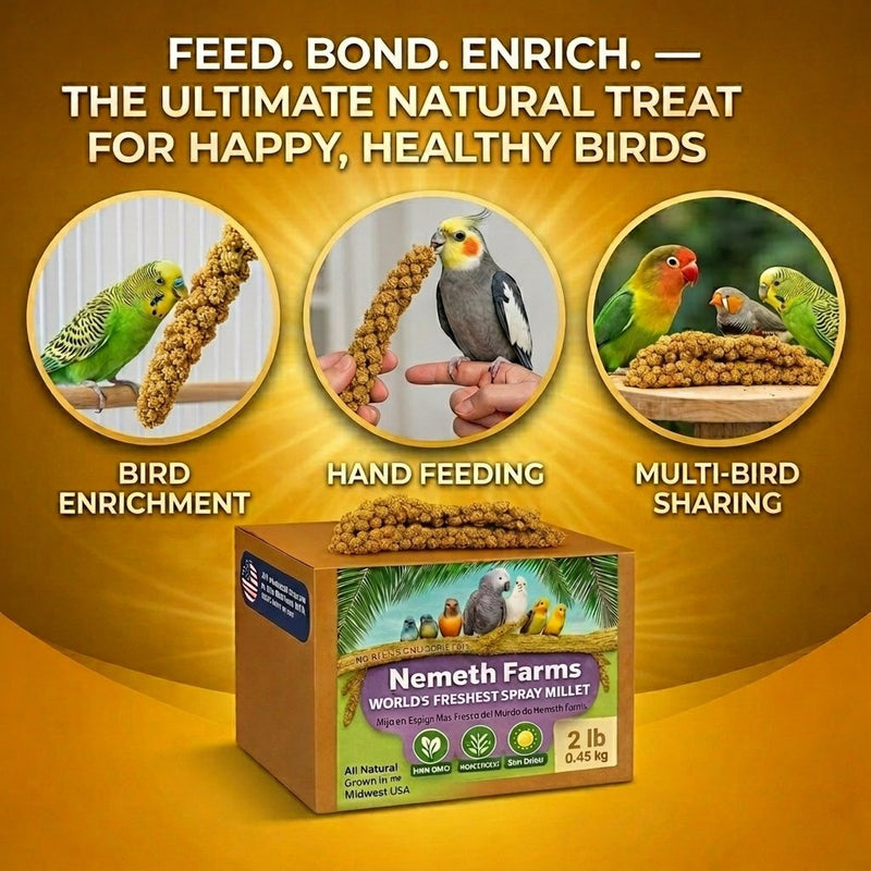 USA Grown Spray Millet for Birds–Midwest Harvest, 2 lb Premium Natural Non-GMO Whole Millet Sprays for Parakeets, Cockatiels, Budgies, Conures, Lovebirds, Finches & Parrots