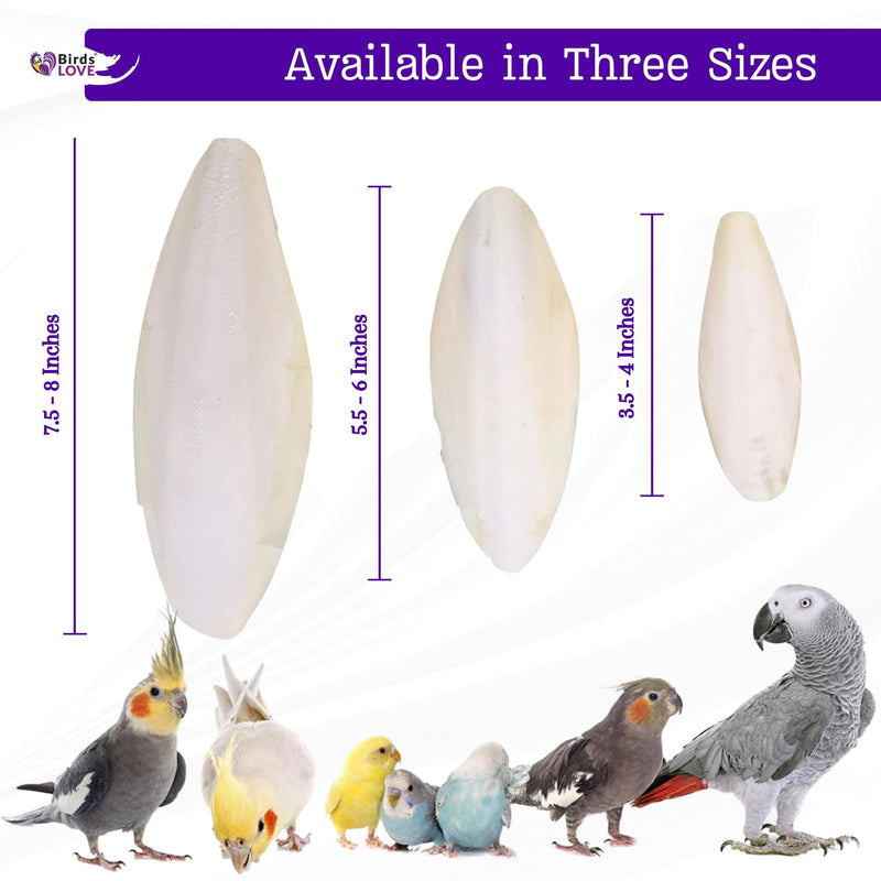 Birds LOVE 2 pc 7.5–8″ Sun-Dried Natural Cuttlebone Kit | 100 % Pure Calcium Supplement for Birds, Tortoises, Snails & Crabs | Beak & Shell Health with Metal Holder