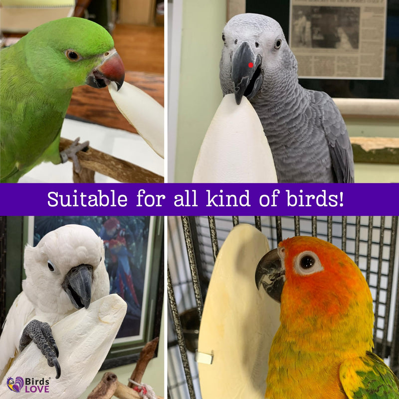 Birds LOVE 3.5" - 4" Bulk Natural Cuttlebone for Cockatiels Parakeets Budgies Finches Canaries Lovebirds Small Conures Mynahs Toucans African Greys All Parrots, Full Case 16lbs