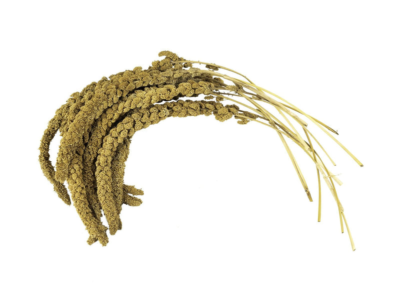 Birds LOVE French Kissed Spray Millet for Birds - Parakeets, Cockatiels, Lovebirds, Finches, Budgies, Canaries, Cockatoos - Natural & Healthy Bird Millet - Parakeet Food & Treats for All Parrots 5lbs