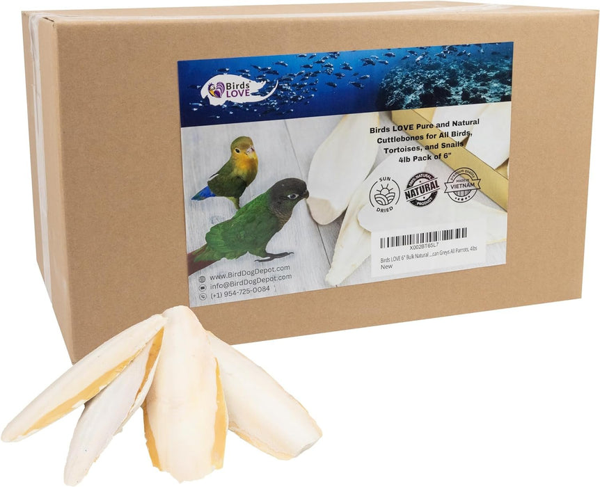 Birds LOVE Natural Cuttlebone – Premium Calcium for Cockatiel, Parrots, Tortoise, Snails, Crabs and Chinchillas | Pure Cuttlebone for Birds | Parakeet Food and Bird Treats | 4lb - Size 5.5" to 6"