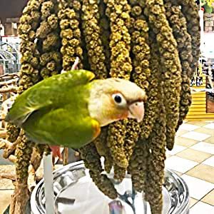 Birds LOVE Economy Special Spray Millet GMO-Free (No Stems Only Edible Tops) for Birds Cockatiel Lovebird Parakeet Finch Canary All Parrots Healthy Treat - 25lbs