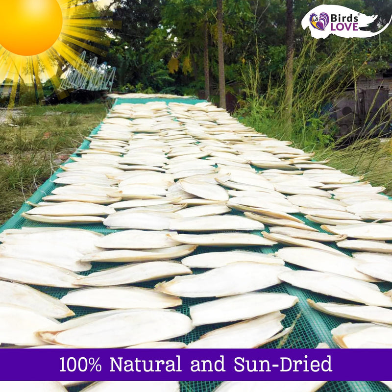 Birds LOVE 7.5" to 8" Natural Cuttlebone for Birds, Tortoises, Snails & Crabs (1 Pack) – 100% Pure Sun-Dried Cuddlebone Calcium Supplement to Support Beak & Shell Health
