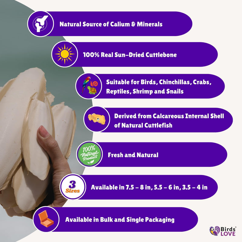 Birds LOVE 2 pc 7.5–8″ Sun-Dried Natural Cuttlebone Kit | 100 % Pure Calcium Supplement for Birds, Tortoises, Snails & Crabs | Beak & Shell Health with Metal Holder