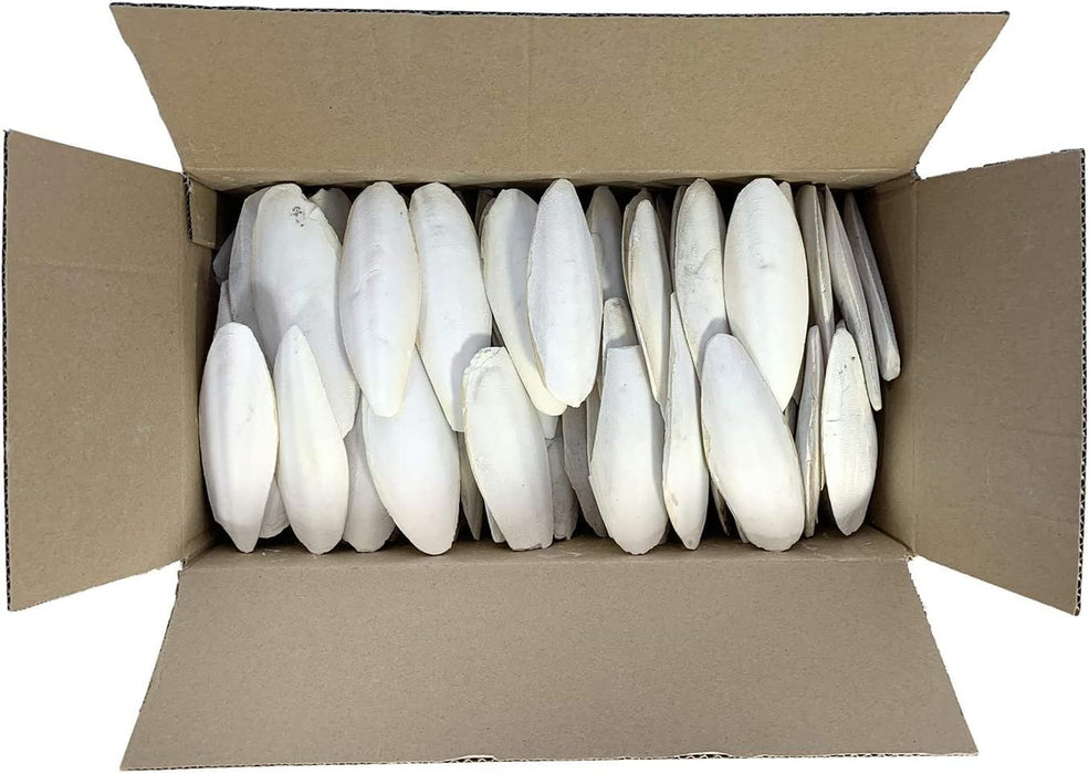 Birds LOVE 5.5" - 6" Bulk Cuttlebone for Cockatiels Parakeets Budgies Finches Canaries Lovebirds Small Conures Mynahs Toucans African Greys All Parrots, Full Case 32lbs