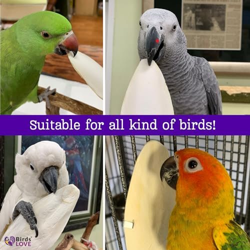 Birds LOVE Natural Cuttlebone – Premium Calcium & Trace Mineral Supplement for Avian Species, Tortoises & Snails – Pure Cuttlebone for Parakeets, Cockatiels, All Birds | 2 Packs of 4 - Size 3.5 to 4"