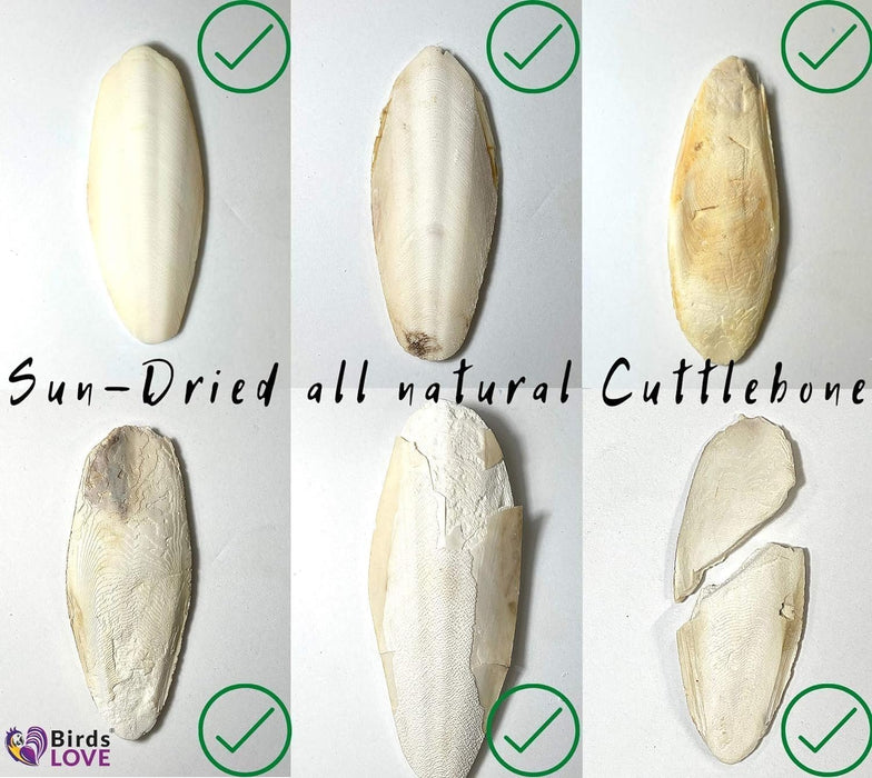 Birds LOVE Natural Cuttlebone – Premium Calcium & Trace Mineral Supplement for Avian Species, Tortoises, and Snails – Pure Cuttlebone for Parakeets, Cockatiels, and All Birds | 12 Pack of 7.5-8"