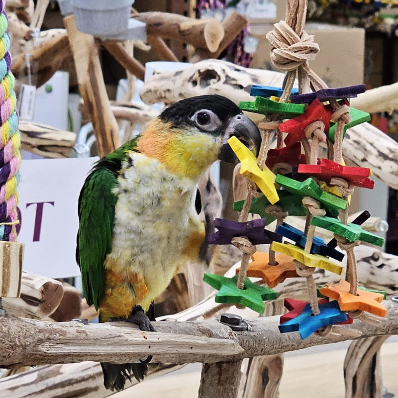 Birds LOVE Wood Stars & Leather Toy for Bird Cage Stand or Playgym, Bird Toys for Small to Medium Parrots, Sun Conures, Green Cheeked Conures, Quakers, Parakeets, Caiques, Cockatiels, African Senegals