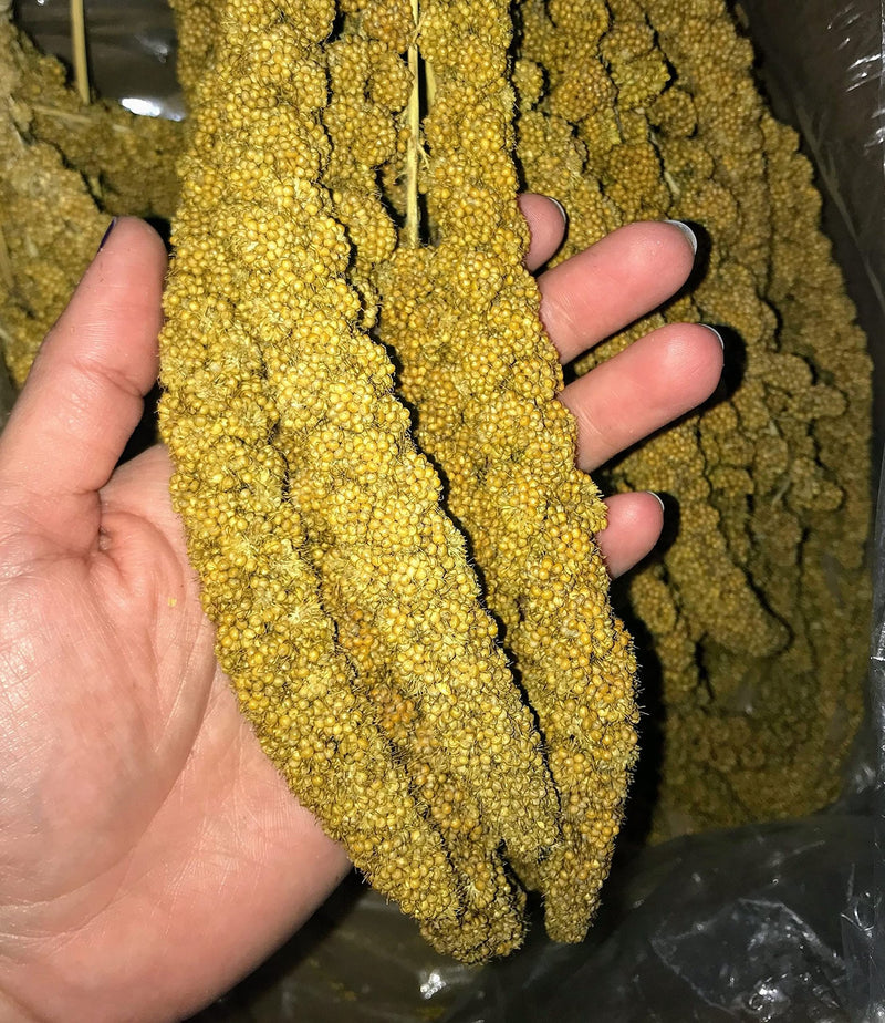 Birds LOVE Economy Special Spray Millet GMO-Free (No Stems Only Edible Tops) for Birds Cockatiel Lovebird Parakeet Finch Canary All Parrots Healthy Treat - 25lbs