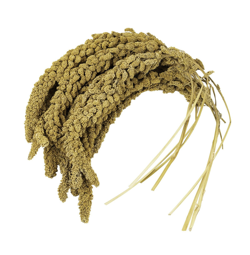 Birds LOVE French Kissed Spray Millet for Birds - Parakeets, Cockatiels, Lovebirds, Finches, Budgies, Canaries, Cockatoos - Natural & Healthy Bird Millet - Parakeet Food & Treats for All Parrots 2lbs