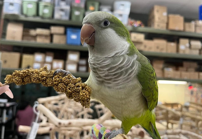 Birds LOVE Economy & Special Spray Millet GMO-Free (No Stems Only Edible Tops) for Birds Cockatiel Lovebird Parakeet Finch Canary All Parrots Healthy Treat - 7oz (Pack of 50)