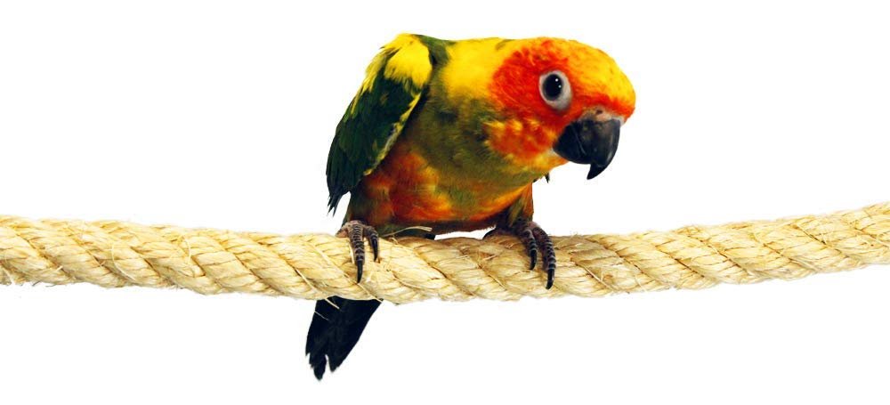 Birds LOVE All Natural Hand Crafted Sisal Bird Cage Perch with Coffeewood End Caps 25" L x .75" D for African Grey Cocaktoo Eclectus All Medium Birds