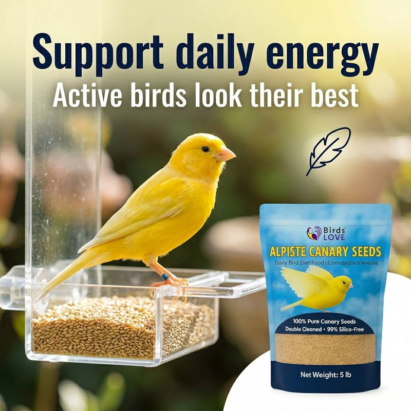 Birds LOVE Alpiste Canary Seed – 100% Pure, Non-GMO, Double Cleaned Food for Canaries, Finches, Budgies & Parakeets – No Additives, Bird Feed, 5 lbs