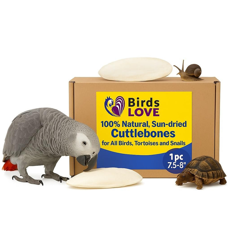 Birds LOVE 7.5" to 8" Natural Cuttlebone for Birds, Tortoises, Snails & Crabs (1 Pack) – 100% Pure Sun-Dried Cuddlebone Calcium Supplement to Support Beak & Shell Health