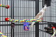 Birds LOVE Rope Comfy Cable Perches for Birds 23" Length - Perfect for Cockatiels Conures Caiques Senegals Quakers and Similar Size Birds