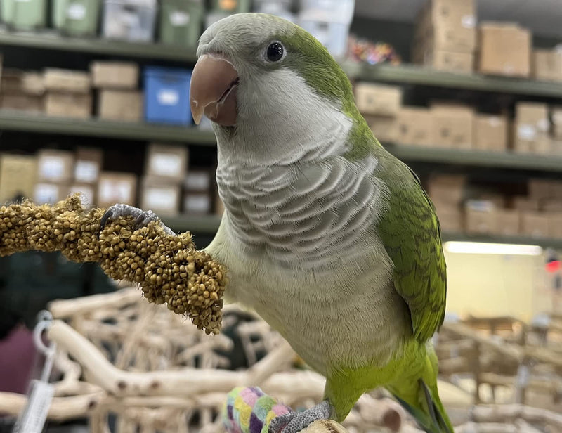 Birds LOVE Economy Special Spray Millet | GMO-Free (No Stems Only Edible Tops) for Birds Cockatiel, Lovebird, Parakeet, Finch, Canary All Parrots Healthy Treat 7 oz -Pack of 2