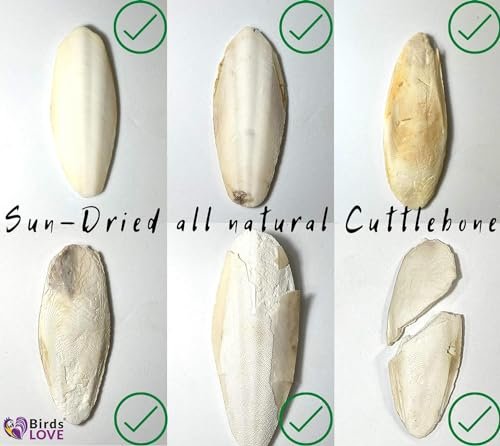 Birds LOVE Natural Cuttlebone – Premium Calcium for Cockatiel, Parrots, Tortoise, Snails, Crabs and Chinchillas | Pure Cuttlebone for Birds | Parakeet Food and Bird Treats | 4lb - Size 7.5" to 8"