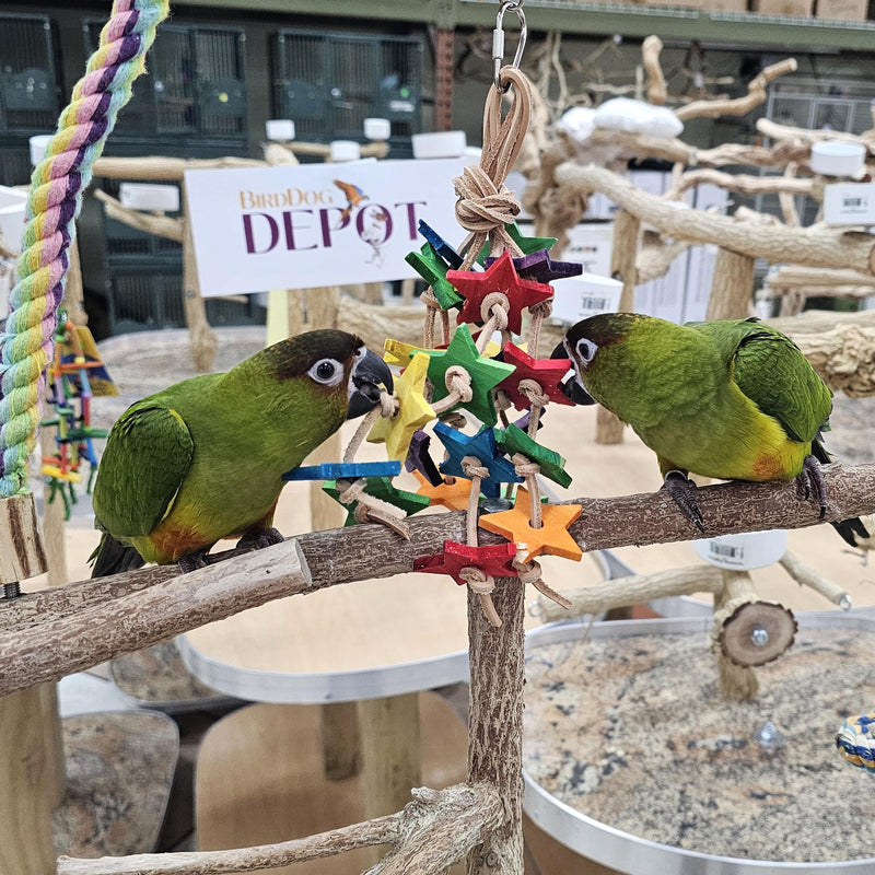 Birds LOVE Wood Stars & Leather Toy for Bird Cage Stand or Playgym, Bird Toys for Small to Medium Parrots, Sun Conures, Green Cheeked Conures, Quakers, Parakeets, Caiques, Cockatiels, African Senegals