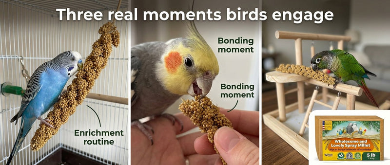 Birds LOVE 25 LB Wholesome Spray Millet for Birds USA Grown, Natural Sun Dried
Millet Sprays Thick Clusters for Parakeets, Budgies, Cockatiels, Conures, Finches &
Parrots
