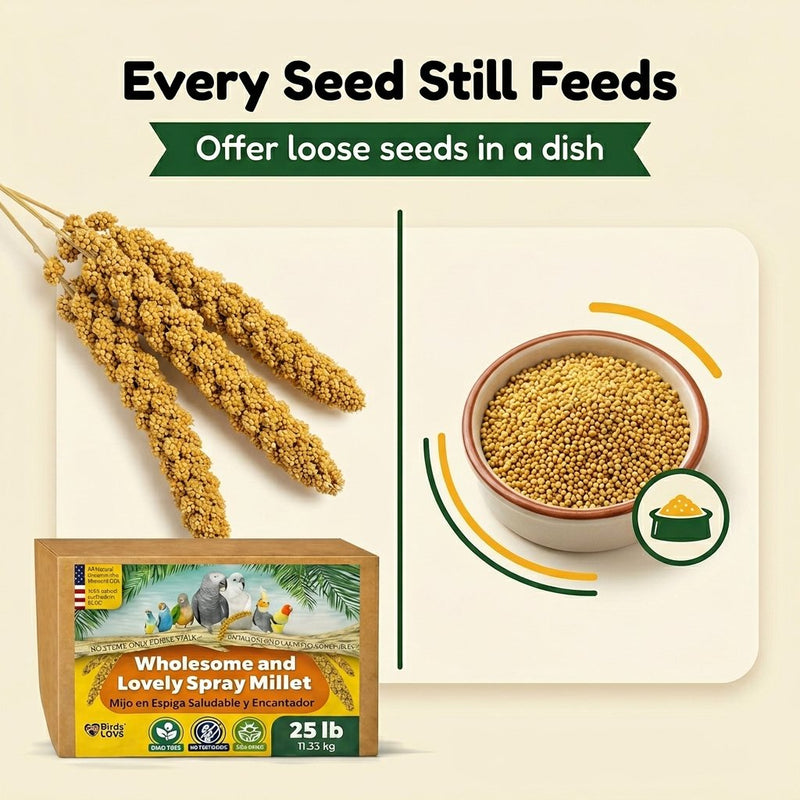 Birds LOVE 25 LB Wholesome Spray Millet for Birds USA Grown, Natural Sun Dried
Millet Sprays Thick Clusters for Parakeets, Budgies, Cockatiels, Conures, Finches &
Parrots