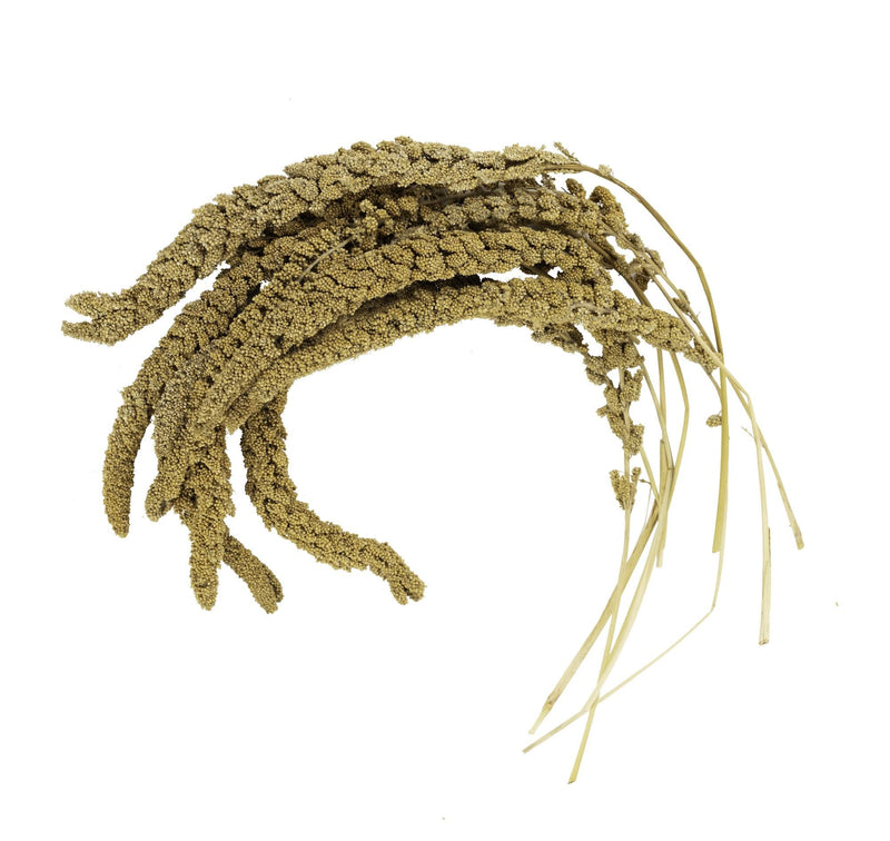 Birds LOVE French Kissed Spray Millet for Birds - Parakeets, Cockatiels, Lovebirds, Finches, Budgies, Canaries, Cockatoos - Natural & Healthy Bird Millet - Parakeet Food & Treats for all Parrots 25lbs