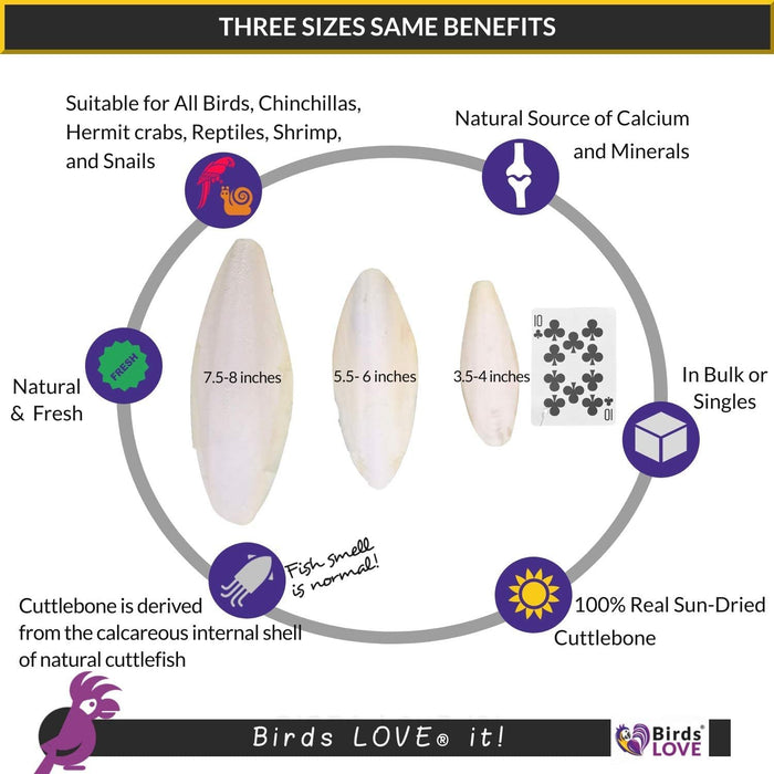 Birds LOVE Natural Cuttlebone for Birds Parakeet & All Breeds| Cuttlebone for Tortoise & Snails | Calcium Block for Birds Alternative | Cuttlefish Bone 3.5 to 4" - Pack of 2