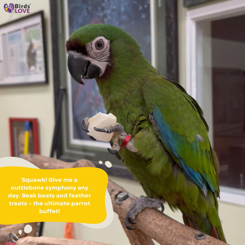 Birds LOVE 3.5" - 4" Bulk Natural Cuttlebone for Cockatiels Parakeets Budgies Finches Canaries Lovebirds Small Conures Mynahs Toucans African Greys All Parrots, Full Case 16lbs