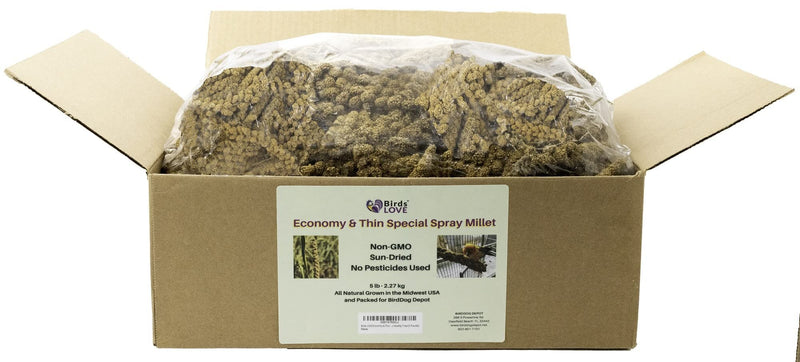 Birds LOVE Economy Special Spray Millet – 5 lb GMO-Free, No Stems (Only Edible Tops) – Healthy Treat for Cockatiels, Lovebirds, Parakeets, Finches & Canaries