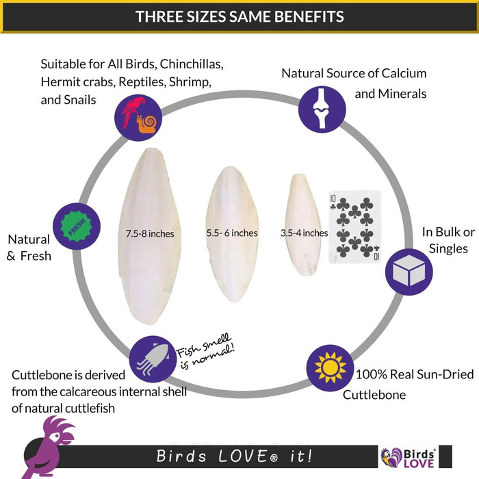 Birds LOVE Natural Cuttlebone – Premium Calcium & Trace Mineral Supplement for Avian Species, Tortoises, and Snails – Pure Cuttlebone for Parakeets, Cockatiels and All Birds | 2-Pack - Size 5.5 to 6"