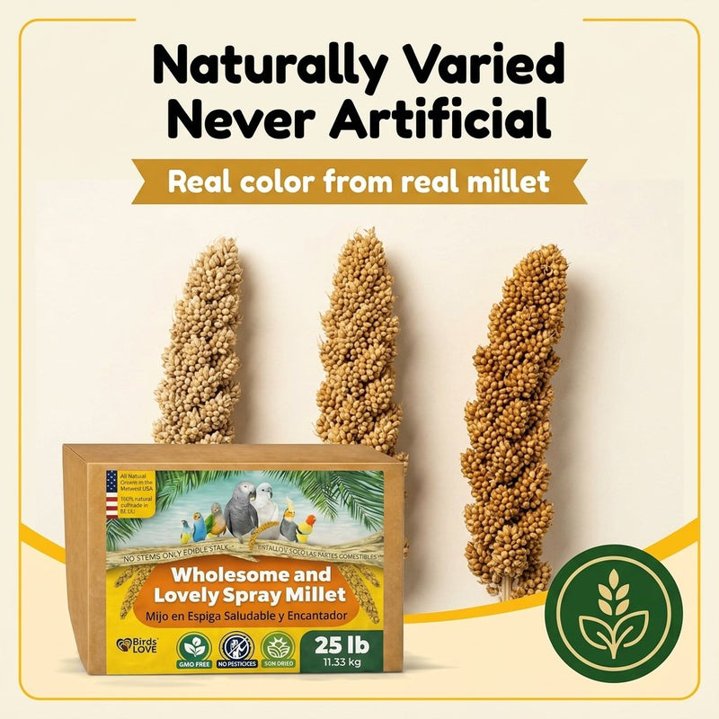 Birds LOVE 25 LB Wholesome Spray Millet for Birds USA Grown, Natural Sun Dried
Millet Sprays Thick Clusters for Parakeets, Budgies, Cockatiels, Conures, Finches &
Parrots
