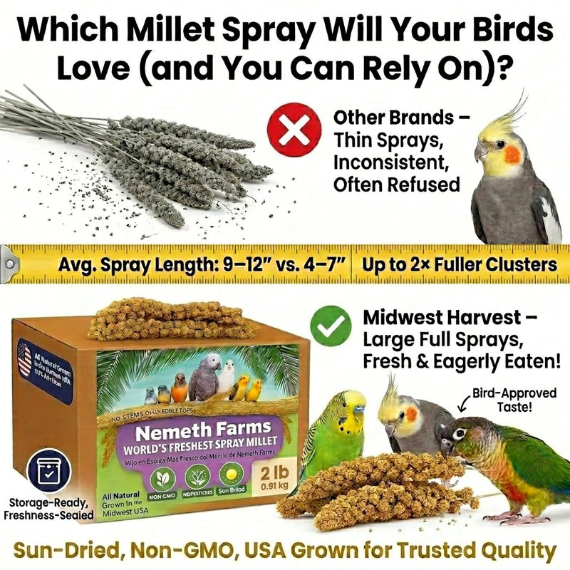 USA Grown Spray Millet for Birds–Midwest Harvest, 2 lb Premium Natural Non-GMO Whole Millet Sprays for Parakeets, Cockatiels, Budgies, Conures, Lovebirds, Finches & Parrots