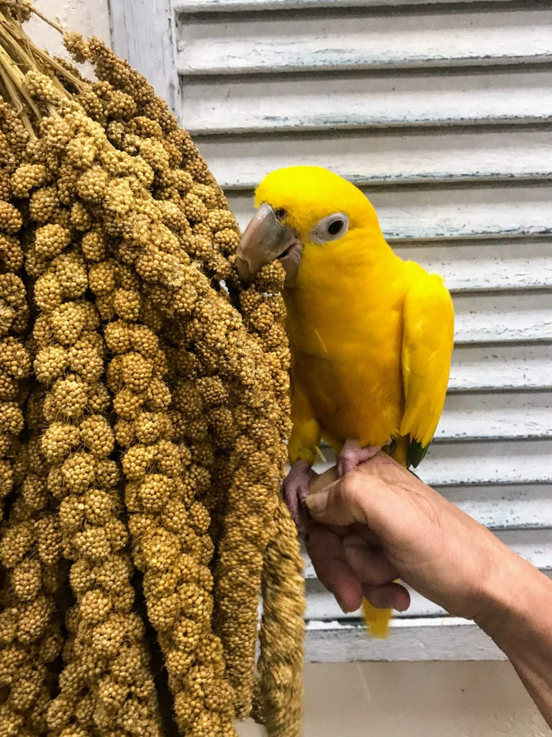 Nemeth Farms Premium Non-GMO Spray Millet Treat | Hand-Harvested Bird Snack | 100% Edible Tops | Sun-Dried Supplement for Parakeets, Cockatiels, Finches, Lovebirds, Canaries