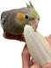 Birds LOVE 4-Pack 4" Cuttlebone for Cockatiels Parakeets Budgies Finches Canaries Lovebirds Small Conures Mynahs Toucans African Greys All Parrots