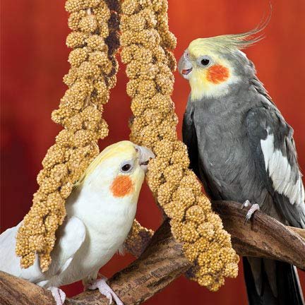 USA Grown Spray Millet for Birds–Midwest Harvest, 25 lb Premium Natural Non-GMO Whole Millet Sprays for Parakeets, Cockatiels, Budgies, Conures, Lovebirds, Finches & Parrots