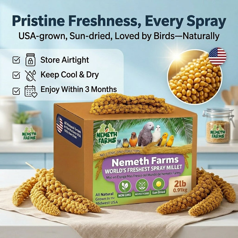 USA Grown Spray Millet for Birds–Midwest Harvest, 2 lb Premium Natural Non-GMO Whole Millet Sprays for Parakeets, Cockatiels, Budgies, Conures, Lovebirds, Finches & Parrots