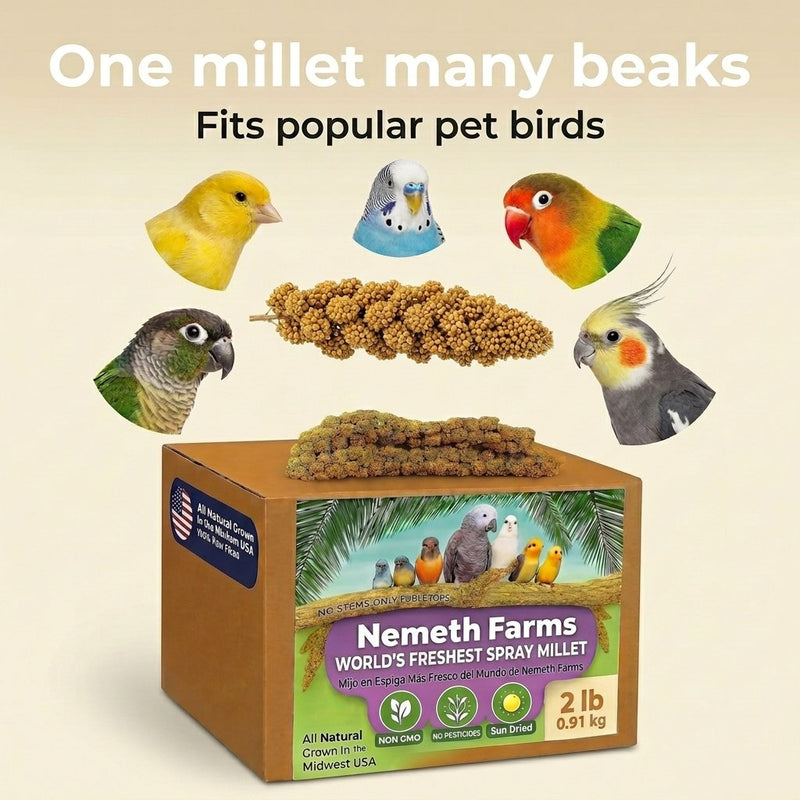 USA Grown Spray Millet for Birds–Midwest Harvest, 2 lb Premium Natural Non-GMO Whole Millet Sprays for Parakeets, Cockatiels, Budgies, Conures, Lovebirds, Finches & Parrots